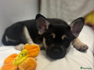 Mixed Breed dogs Gorgeous Alpha female pup - Advert 4