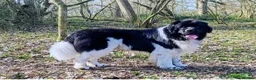 Newfoundland dogs for sale: Beautiful KC Registered Newfoundland Puppies!! - Advert 11
