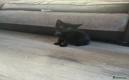 Mixed Breed cats for sale: Mixed breed British shorthair - Image 2