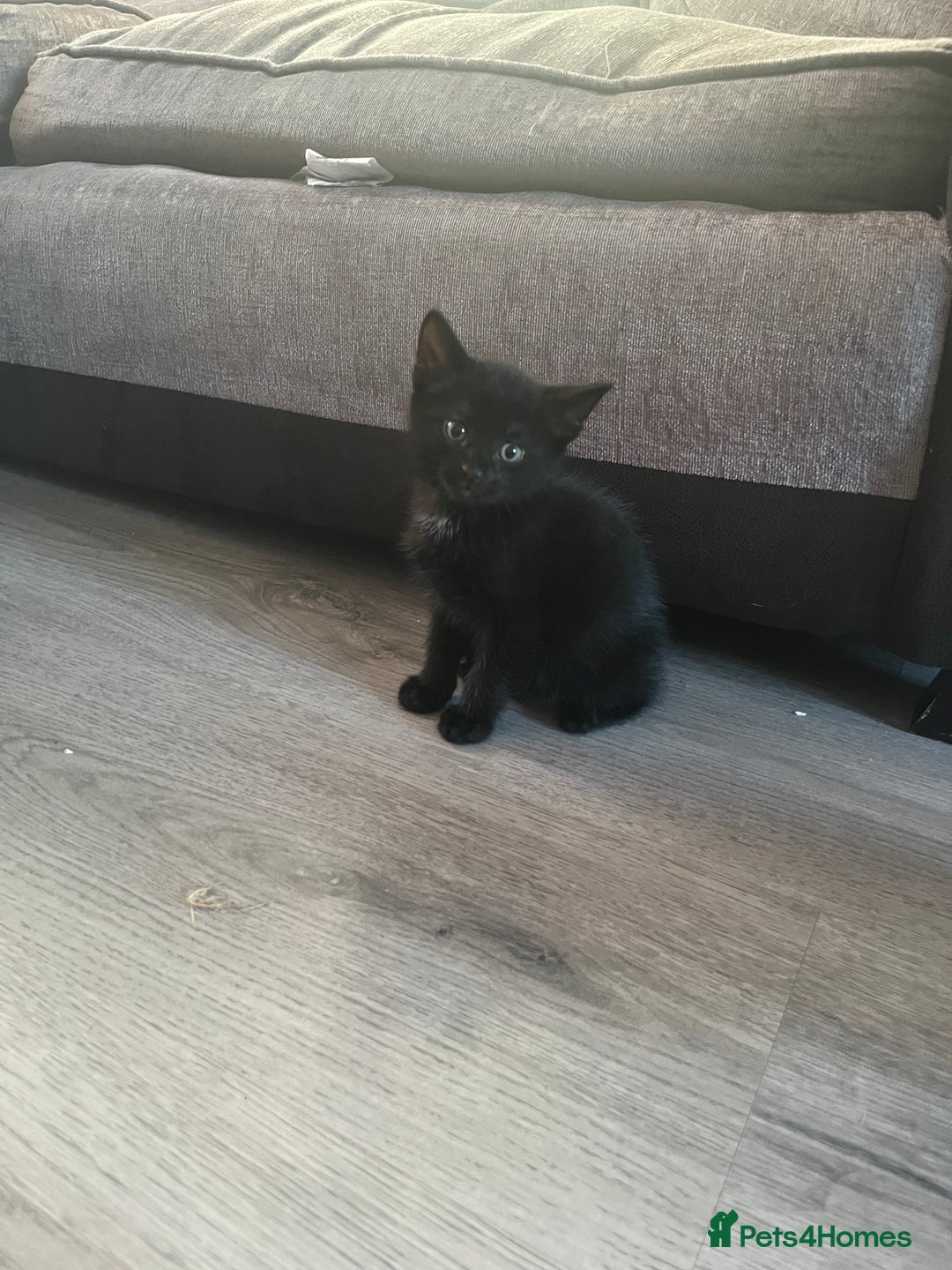 Mixed Breed cats for sale: Mixed breed British shorthair - Image 2