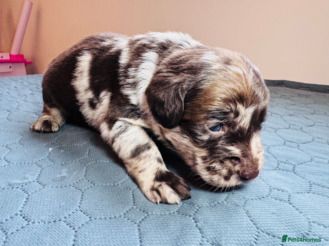 Labradoodle dogs for sale: Chocolate & chocolate Merle Miniature Labradoodles - Advert 8