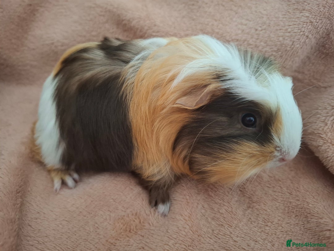 Guinea Pig rodents for sale: Lovely Mald Baby Guinea-pigs Ready Now  - Image 3