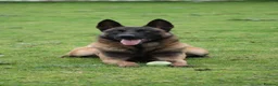 Belgian Shepherd Dog dogs for sale: *****Professionally Trained Boy & Girl Pups***** in Sutton Coldfield - Advert 4