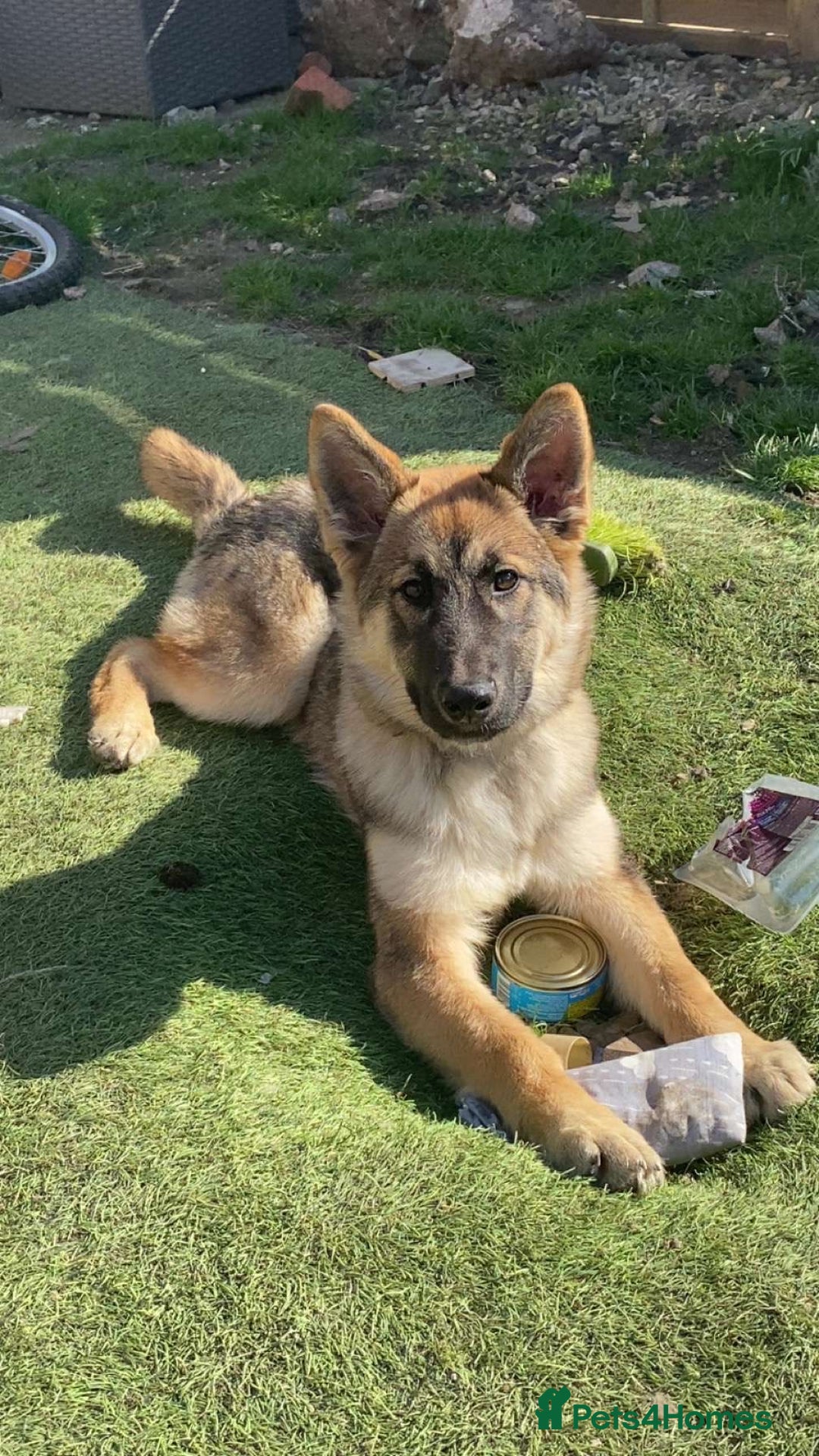 Mixed Breed dogs for sale: Alaskan shepherd  - Advert 9