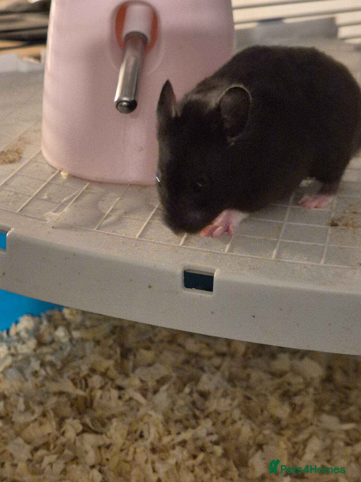 Hamster rodents Baby syrian hamster  - Advert 11