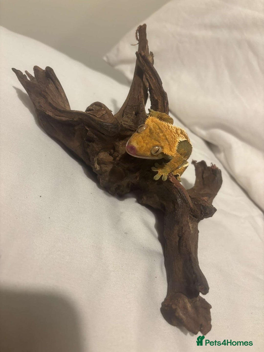 Gecko reptiles for sale: 2 Crested Geckos - Advert 6