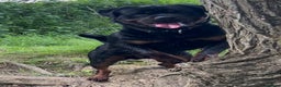 Rottweiler dogs for stud: Rottweiler DNA health tested,,EYE SCANNED  in Wellingborough - Advert 8