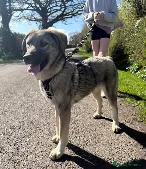 Mixed Breed dogs Meet Mars, currently residing in Cheshire  - Advert 1