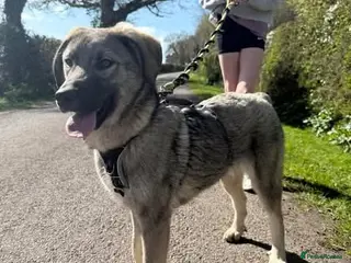 Mixed Breed dogs Meet Mars, currently residing in Cheshire - Advert 1