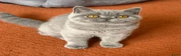 British Shorthair cats for sale: Show Quality pedigree BSH kitten ready to go now! - Advert 6