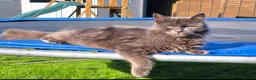 Nebelung cats for sale: Beautiful Female Cat - Advert 2