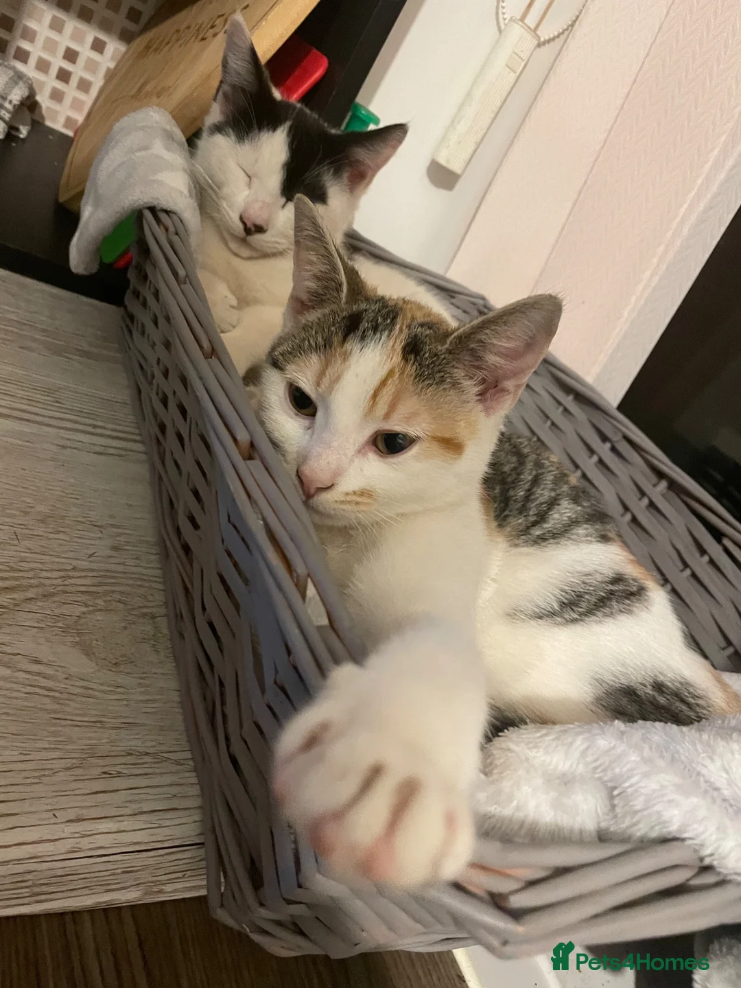 Mixed Breed cats for sale: Brother and sister - Advert 7