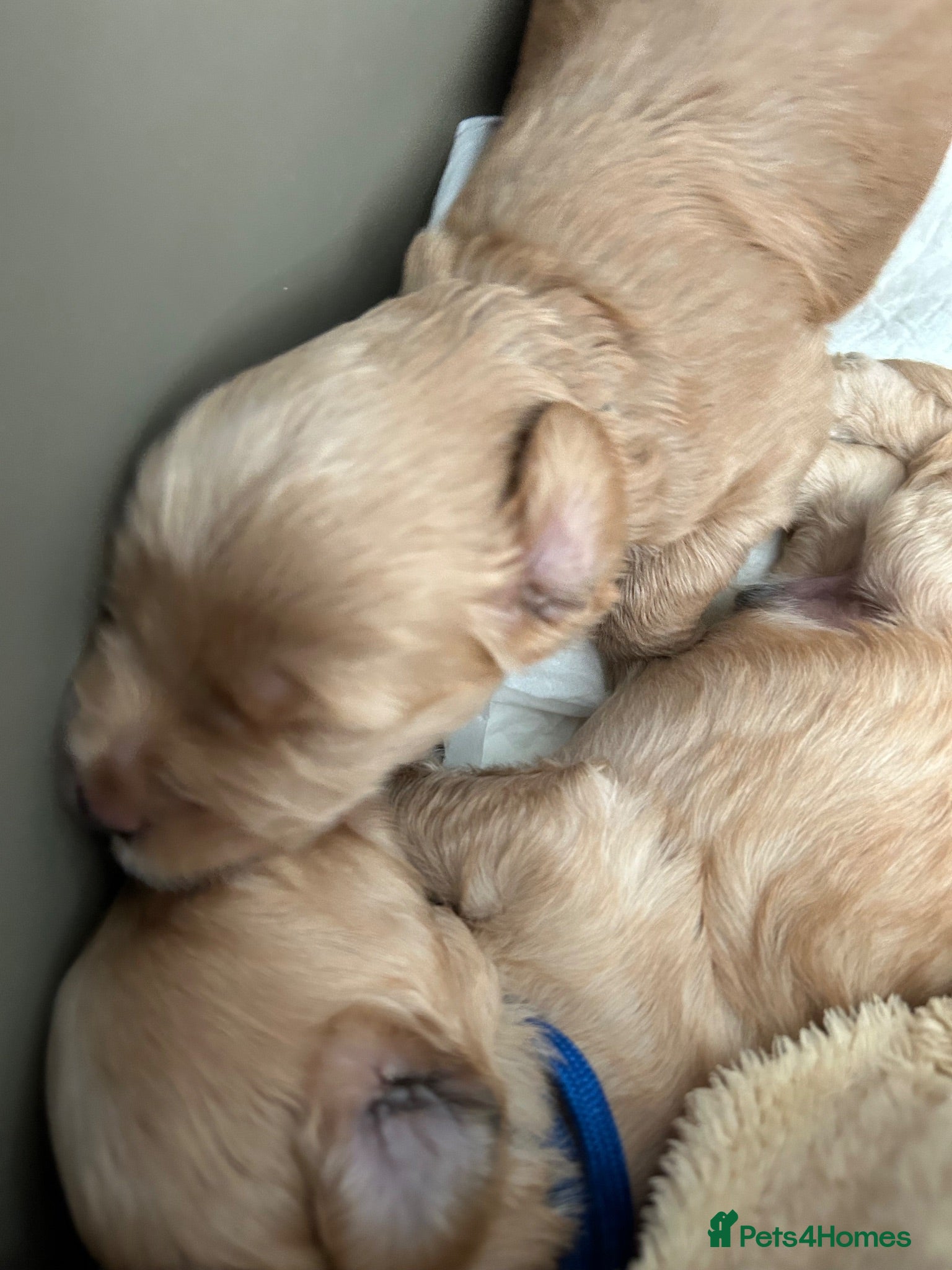 Labradoodle dogs Gorgeous 🌸🌸 F1BB Miniature Labradoodle Puppies - Advert 1
