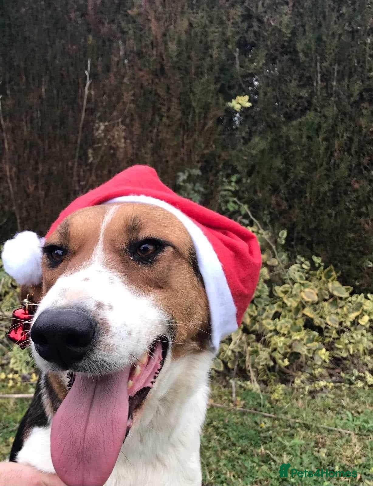 Mixed Breed dogs LOYAL, LOVING COMPANION YOUR ONE AND ONLY!  - Advert 8