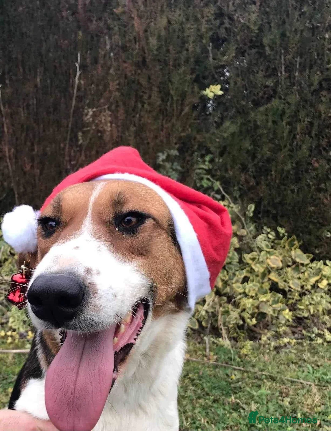 Mixed Breed dogs for sale: LOYAL, LOVING COMPANION YOUR ONE AND ONLY!  - Advert 1