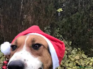 Mixed Breed dogs LOYAL, LOVING COMPANION YOUR ONE AND ONLY! - Advert 19