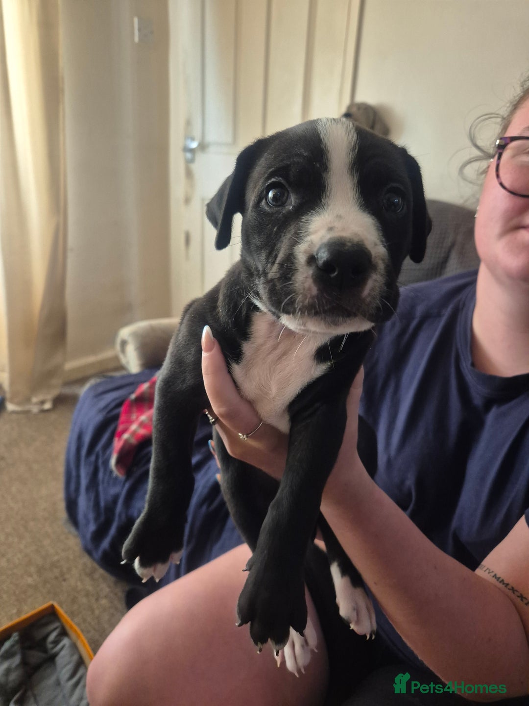 Mixed Breed dogs for sale: Litter of 7 beautiful puppies - Image 22