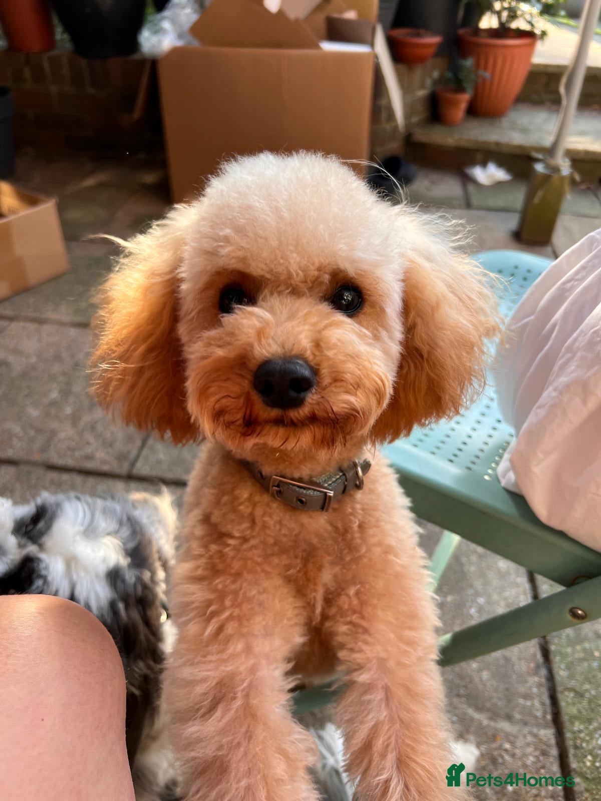 Toy Poodle dogs Toy poodle for stud - Russian lines  - Advert 6