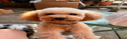 Toy Poodle dogs for stud: Toy poodle for stud - Russian lines  - Advert 1
