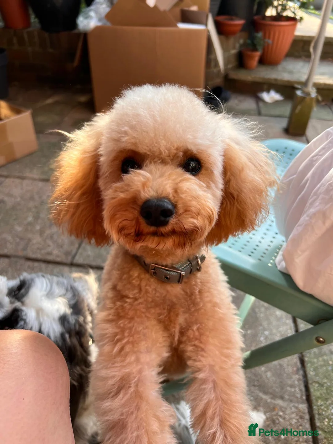 Toy Poodle dogs for stud: Toy poodle for stud - Russian lines  - Advert 1