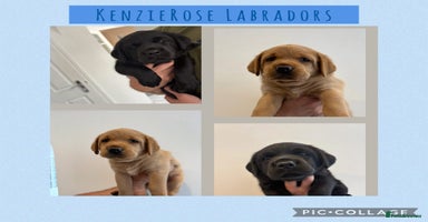 Labrador Retriever dogs in Tamworth - Advert 13