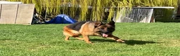 German Shepherd dogs for sale: Retired Bitch Looking For Loving Home - Advert 7