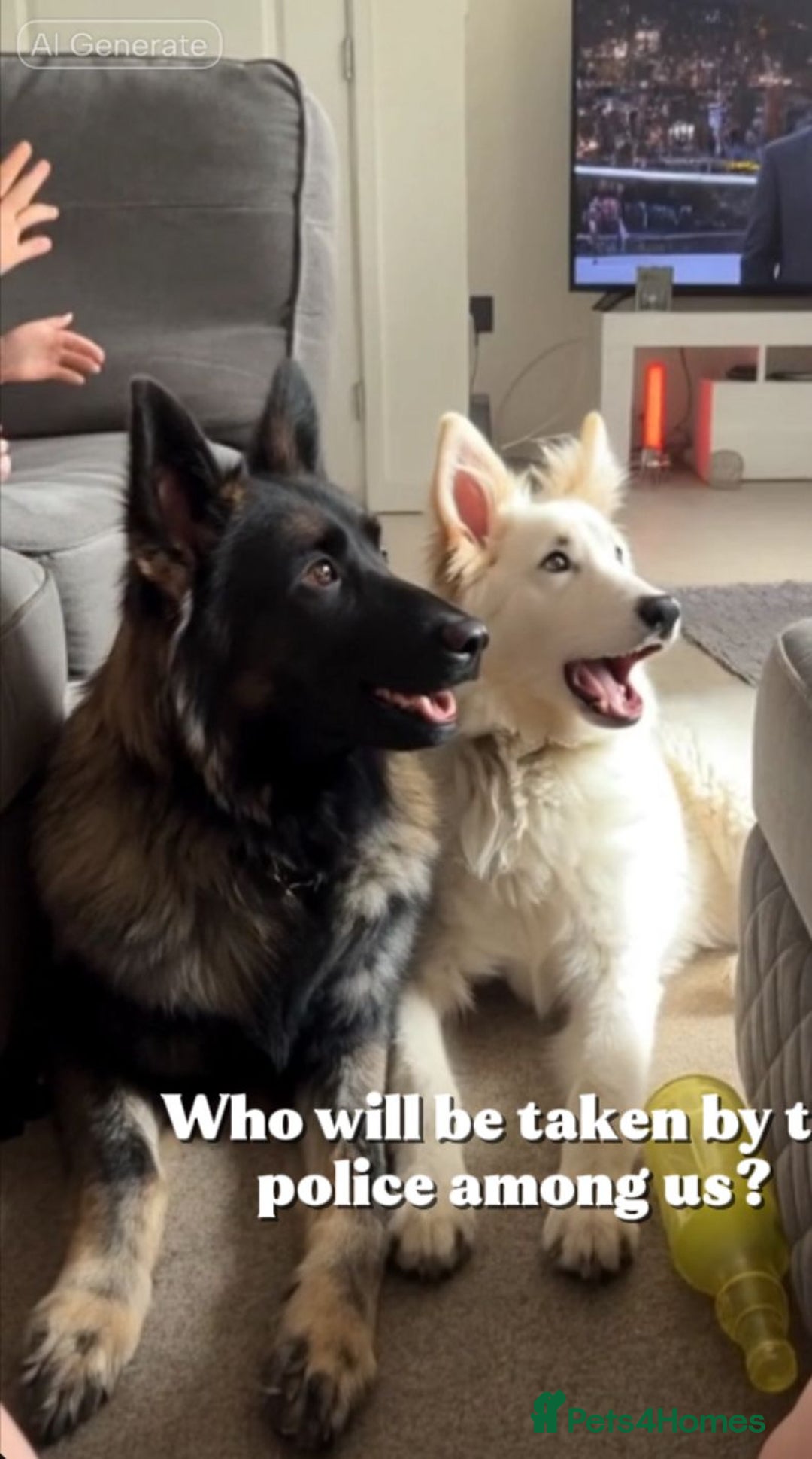 German Shepherd dogs for sale: ACE AND LUNA - Image 16