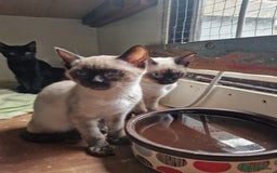 Mixed Breed cats for sale: Bengamese kittens, Bengal/Siamese mix  - Image 4