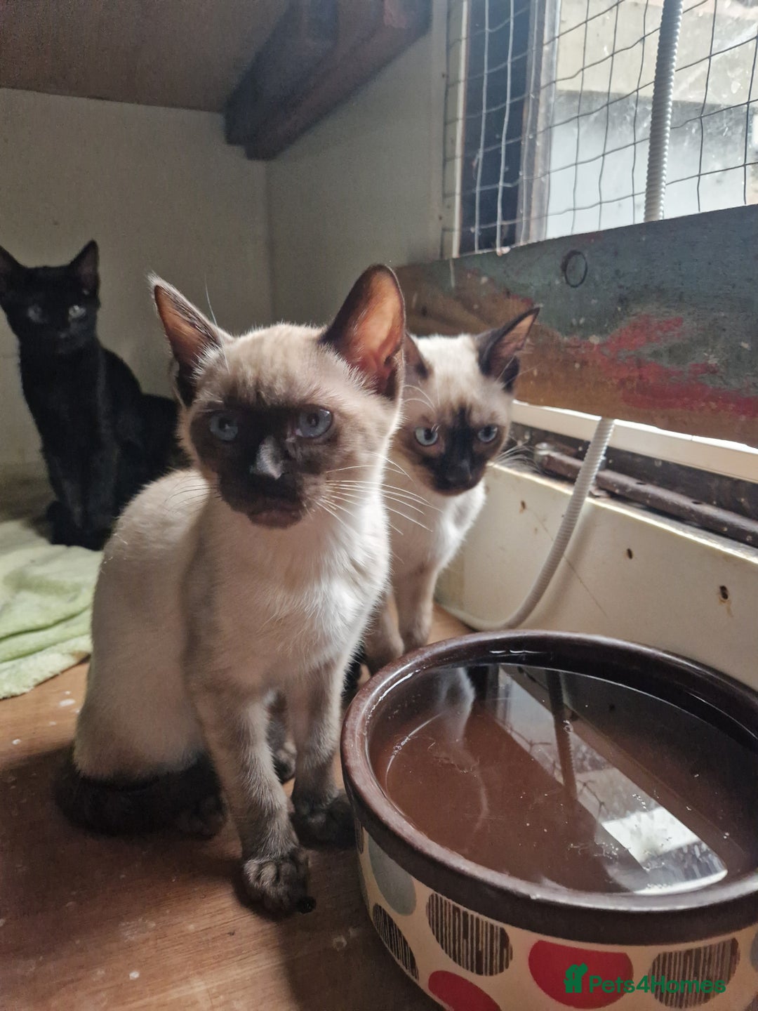 Mixed Breed cats for sale: Bengamese kittens, Bengal/Siamese mix  - Image 4