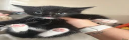 Mixed Breed cats for sale: Kittens  - Advert 4