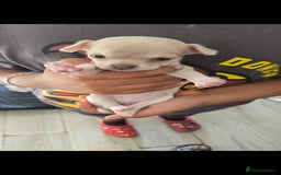 Chihuahua dogs for sale: Gorgeous Chihuahua Puppies Looking 4 Forever Homes - Image 21