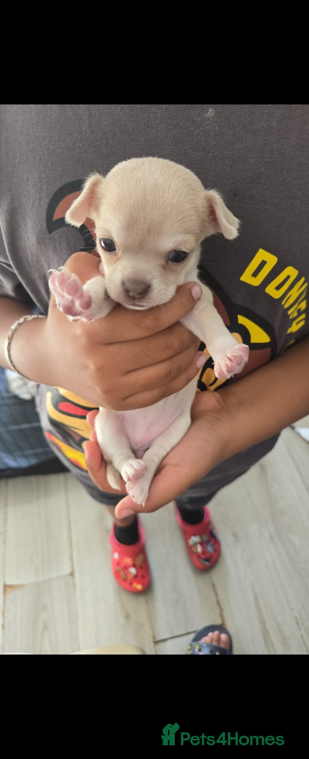 Chihuahua dogs for sale: Gorgeous Chihuahua Puppies Looking 4 Forever Homes - Image 21