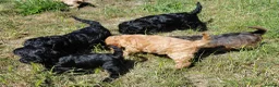 Cavapoo dogs for sale: Fluffy Cockalier-a-Poo Puppies – Ready Soon! - Advert 9