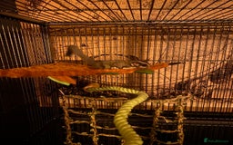 Sugar Glider rodents for sale: 2 male sugar gliders  - Advert 3