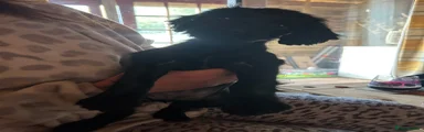 Sprocker Puppy 3