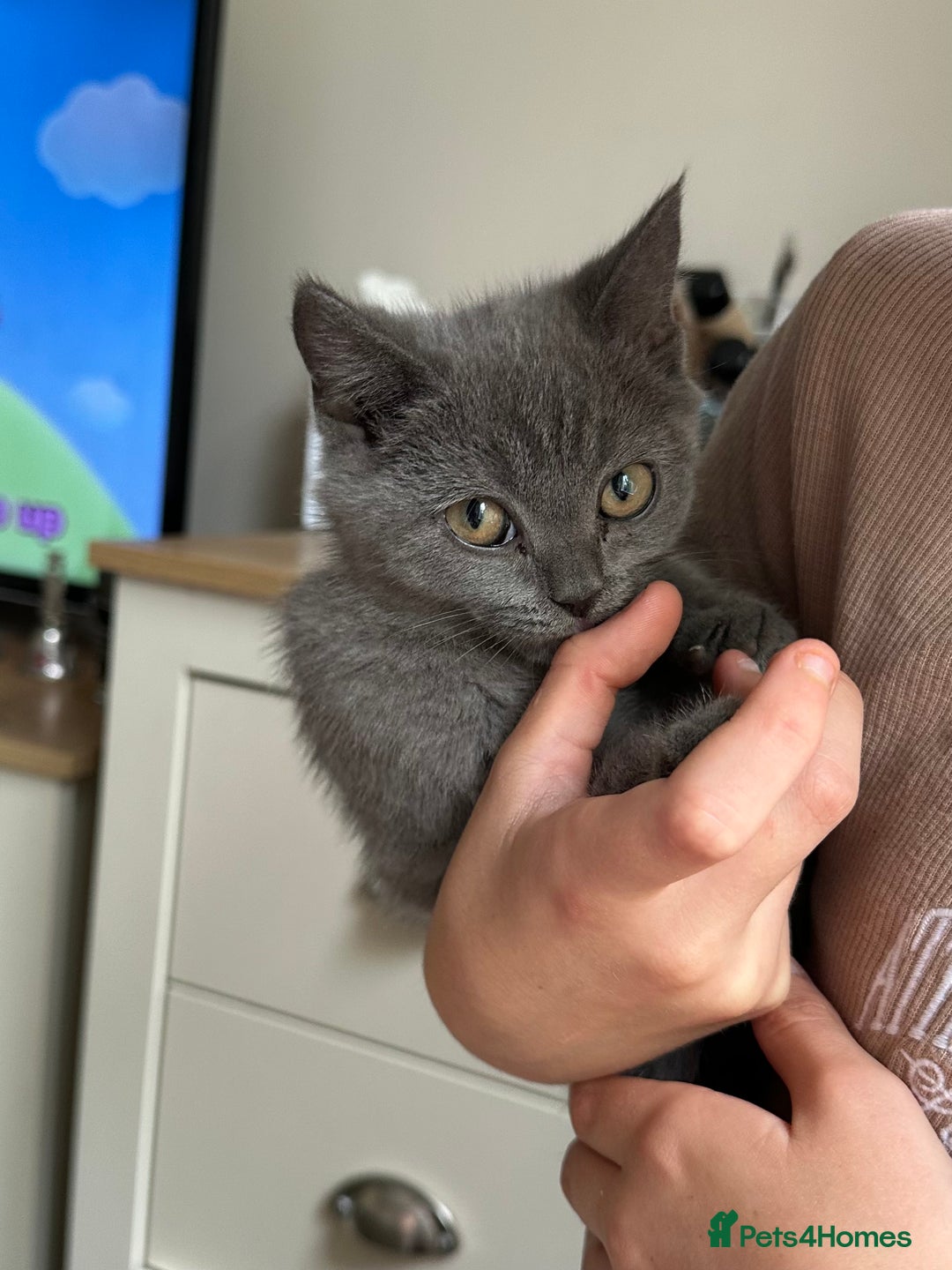 British Shorthair cats for sale: LAST MALE British shorthair kitten ready now in Sleaford - Image 9
