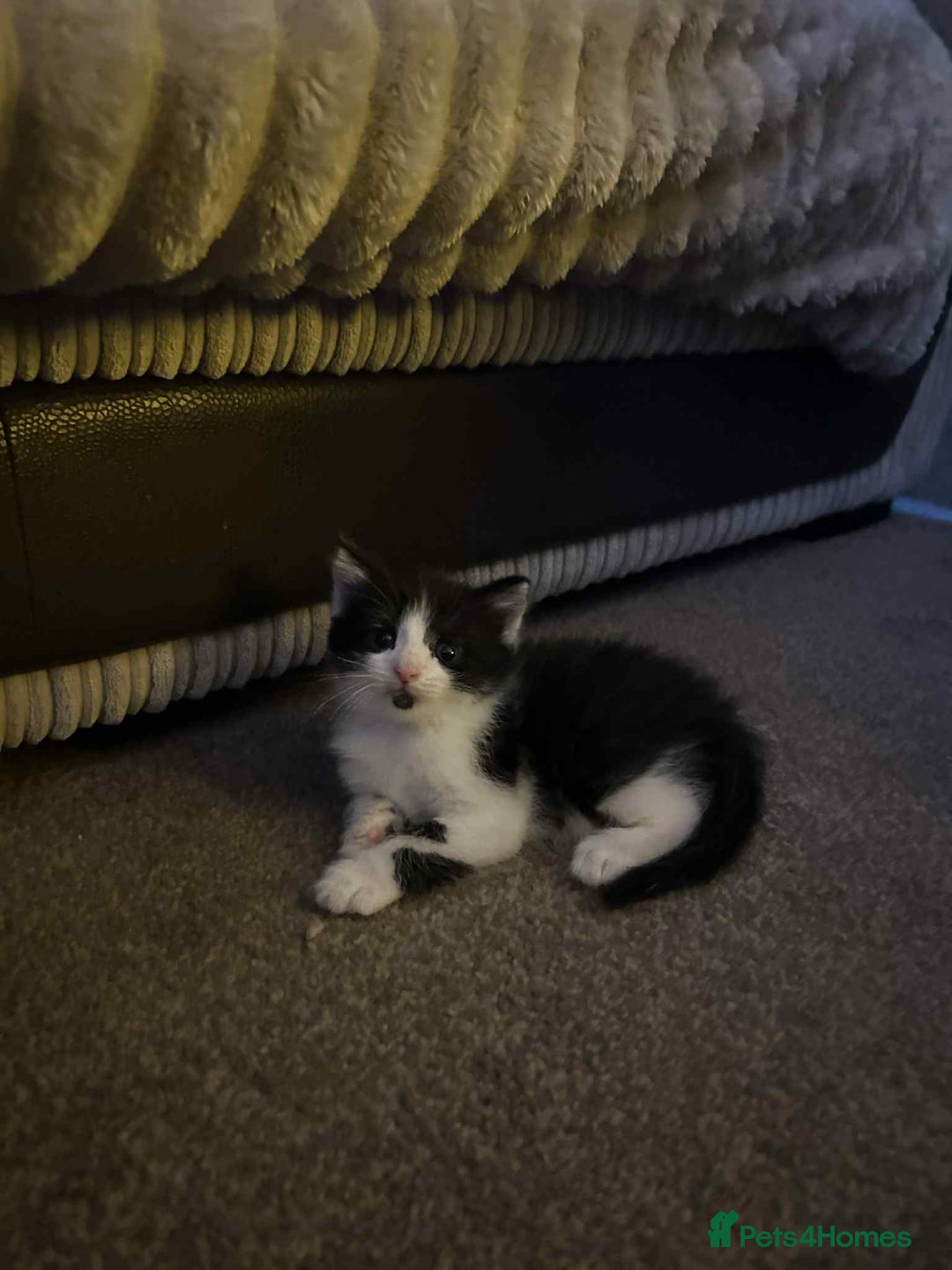 British Longhair cats for sale: Kittens - Advert 2