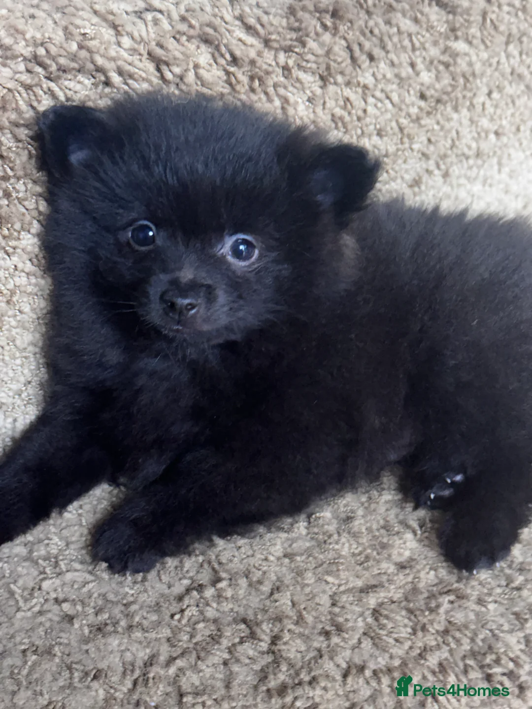 Pomeranian dogs for sale: Pomeranian puppies  - Advert 9