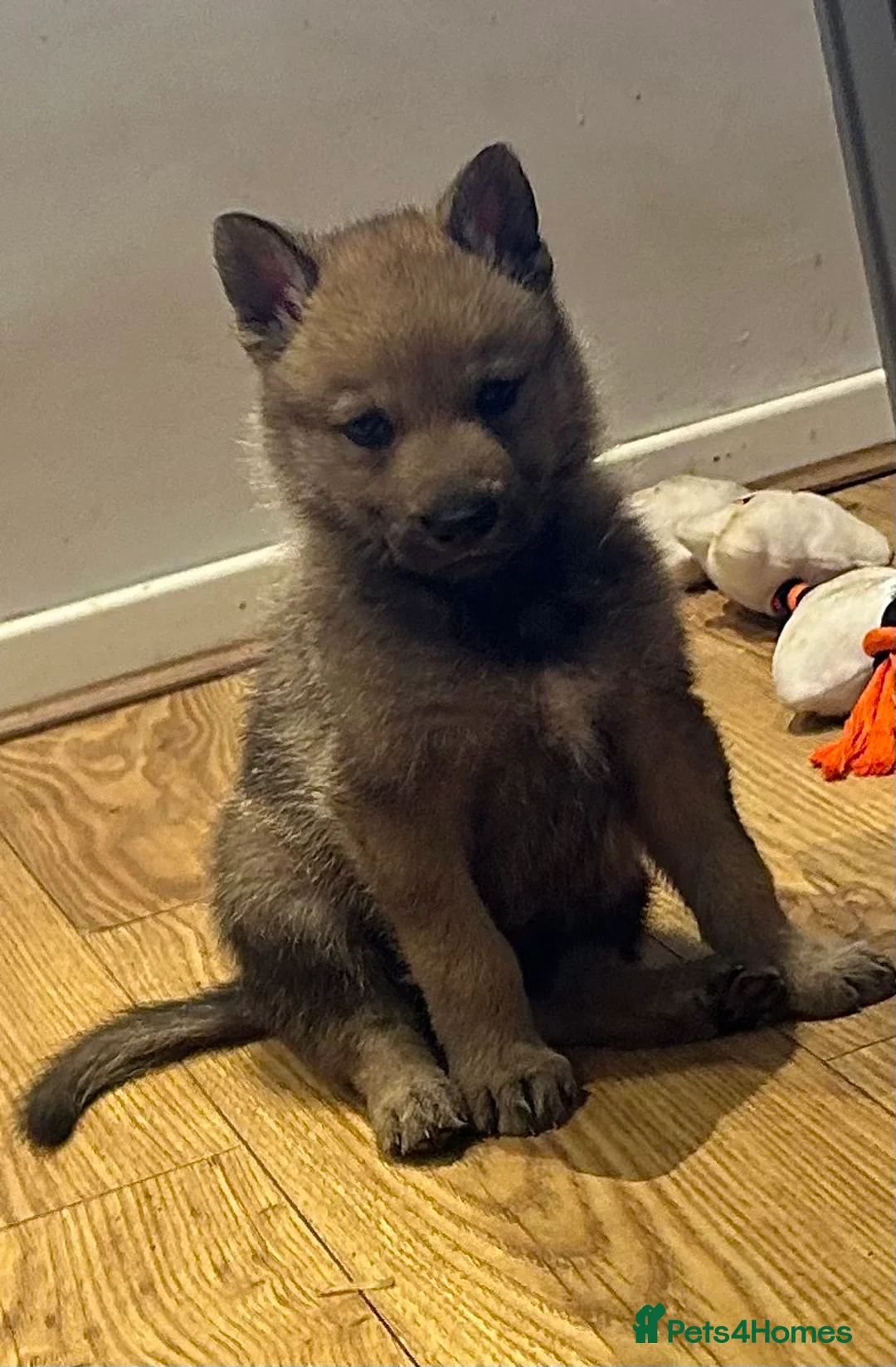 Saarloos Wolfdog dogs for sale: READY NOW Czechoslovakian wolfdog - Advert 15