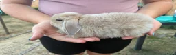 Mini Lop rabbits for sale: Mini Lops  - Advert 1