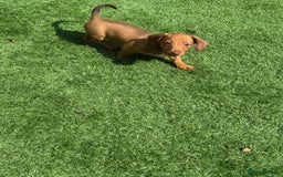 Miniature Dachshund dogs for sale: 5 miniature dachshund puppies  - Image 37