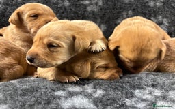 Labrador Retriever dogs for sale: KC Registered Yellow/Fox Red Labradors - Image 9