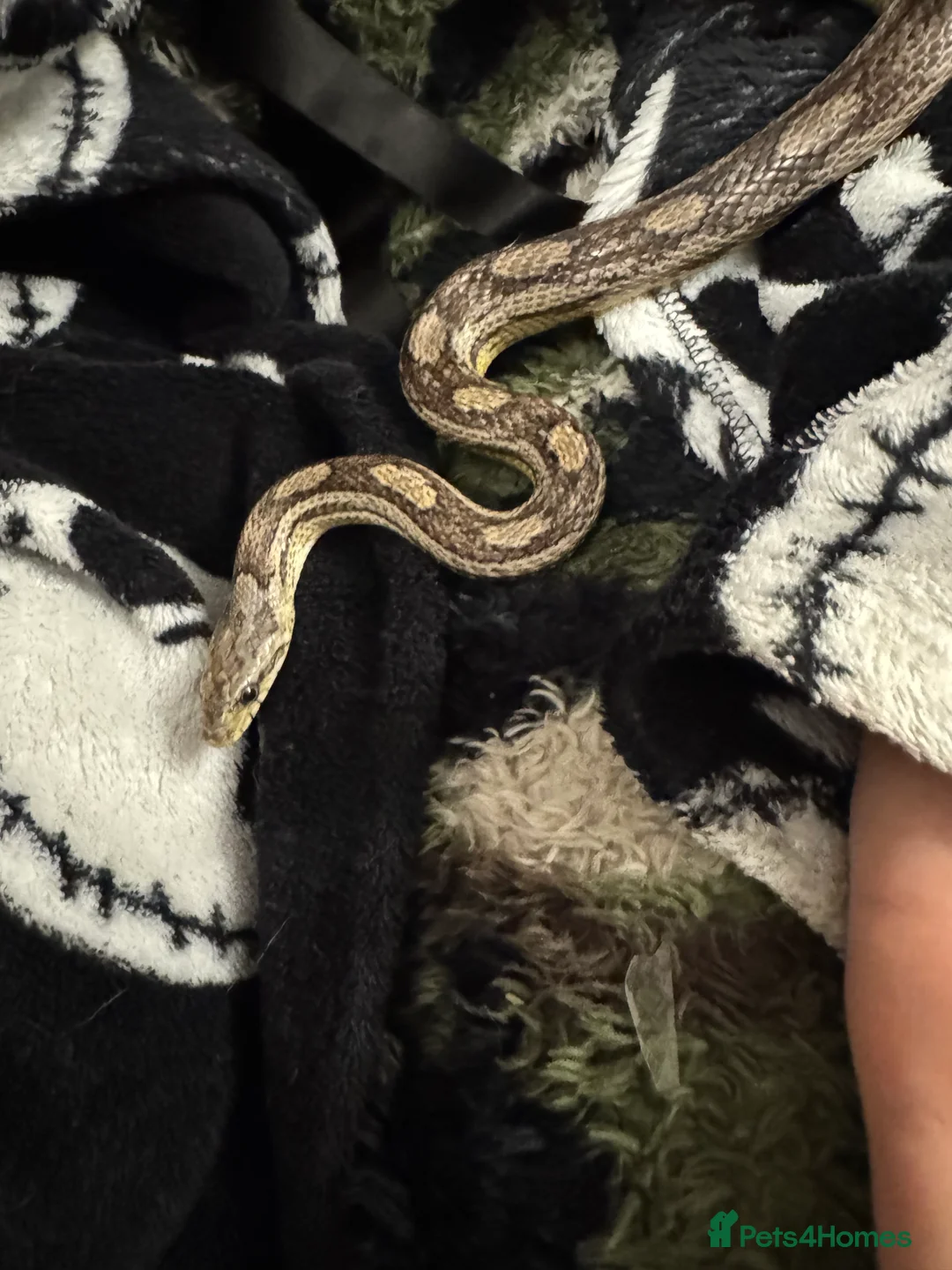 Corn Snake reptiles for sale: Stunning corn snake looking for loving home - Advert 2