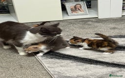 British Longhair cats for sale: 6 beautiful lovable friendly kittens - Image 22