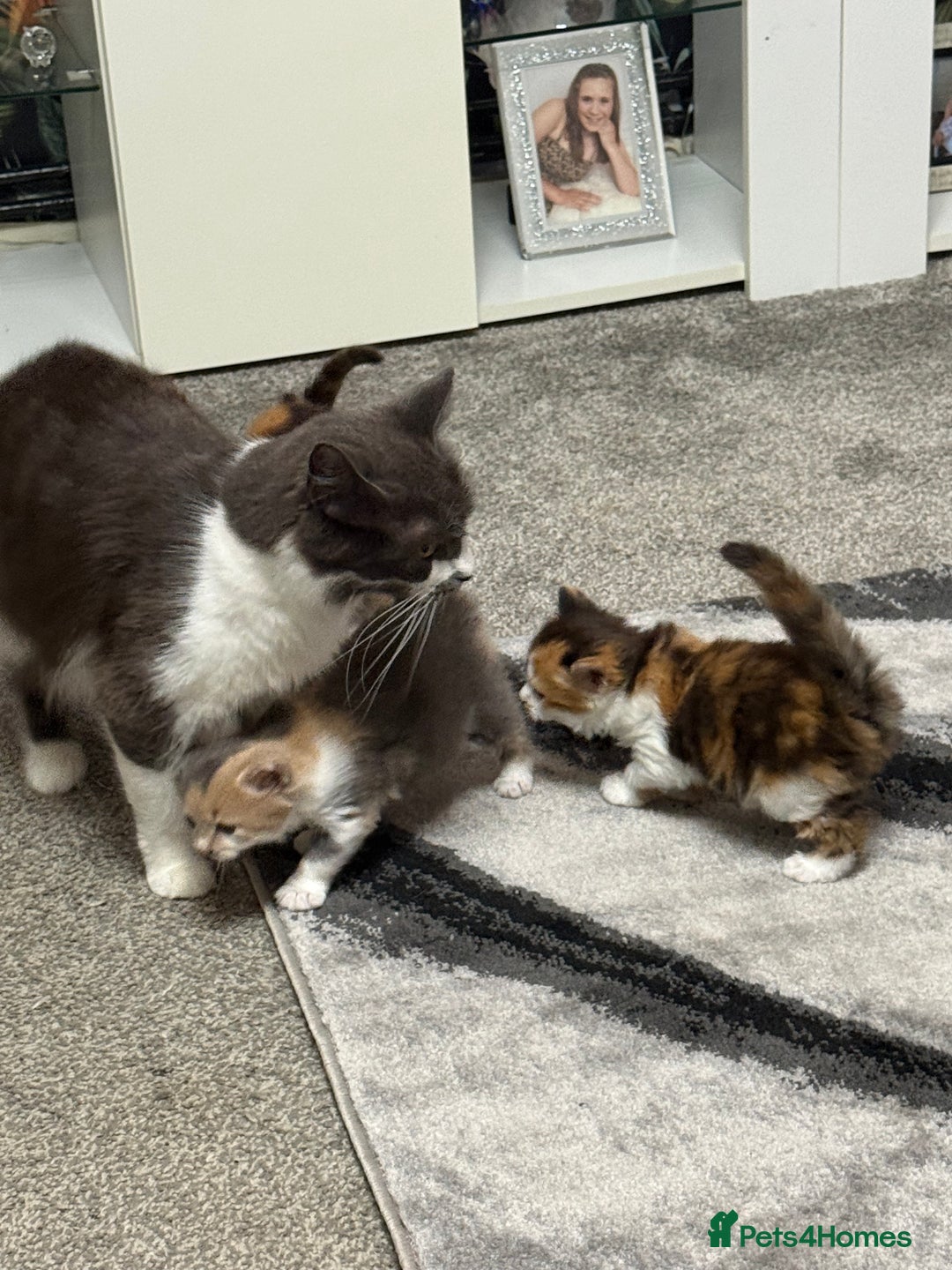 British Longhair cats for sale: 6 beautiful lovable friendly kittens - Image 22