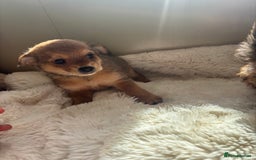 Shih Tzu dogs for sale: Shih tzu cross Yorkshire terrier - Image 15