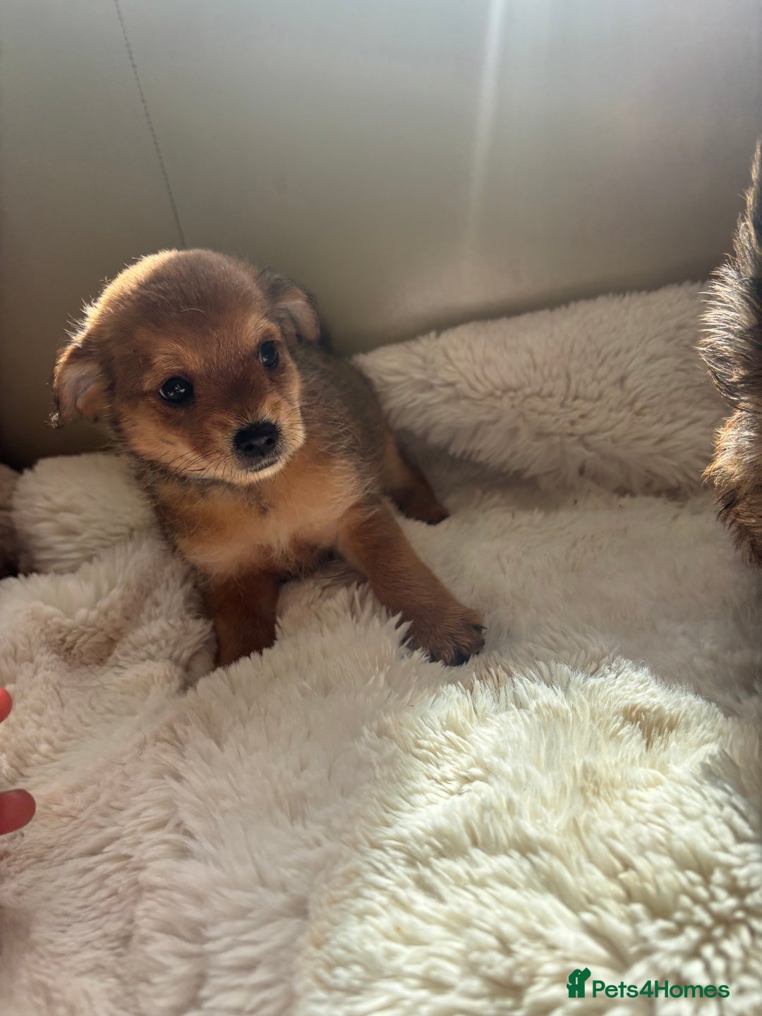 Shih Tzu dogs for sale: Shih tzu cross Yorkshire terrier - Image 15