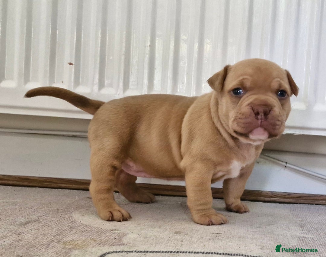 American Bully dogs for sale: 3 female pocket bully's available  - Image 16