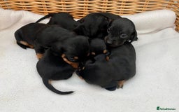 Dachshund dogs for sale: Sausage dachshund puppies  - Image 12