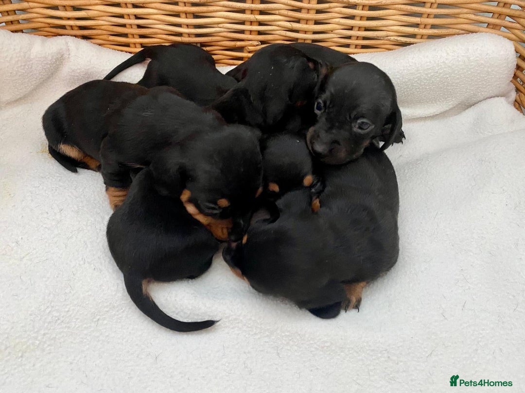 Dachshund dogs for sale: Sausage dachshund puppies  - Image 12